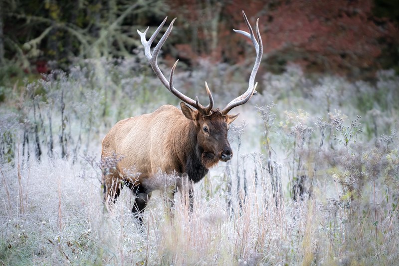 Wild elk herd in Cataloochee Valley Great Smoky Mountains NC